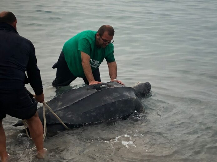 praia tartaruga liuto