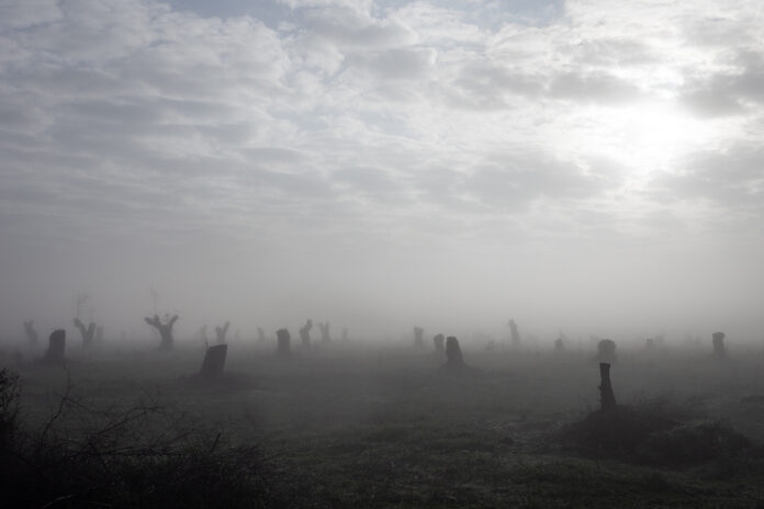 Filippo Ferraro - Wooden Diamonds