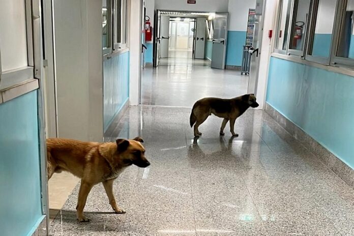 cani ospedale lamezia