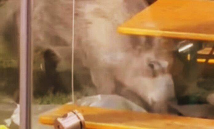 cinghiali parco Catanzaro