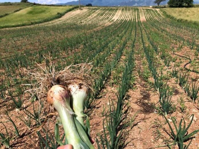 cipolla bianca castrovillari