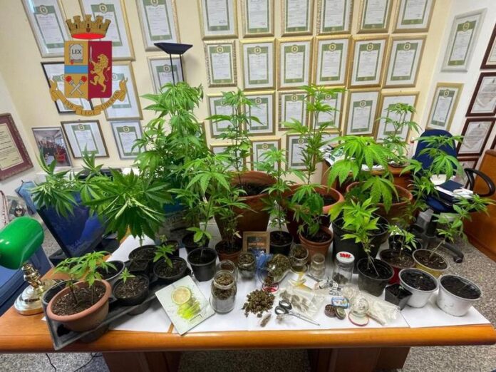 marijuana tropea