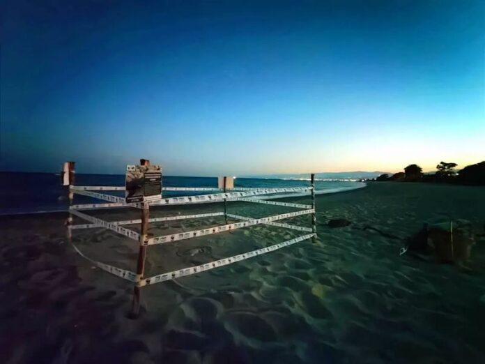 nido tartaruga roccella