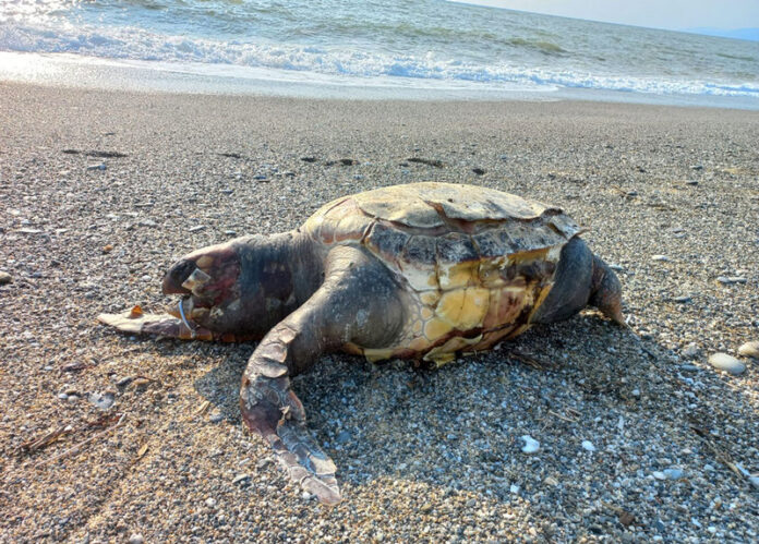 tartaruga caretta caretta morta pizzo