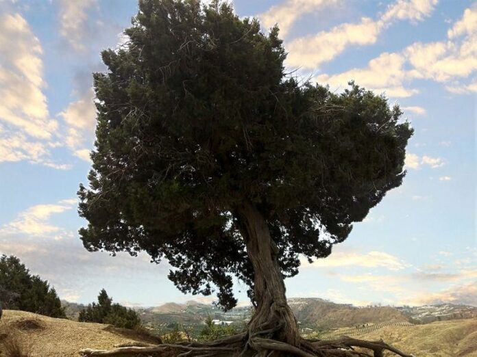 Esemplare secolare di Ginepro Fenicio in area grecanica calabrese