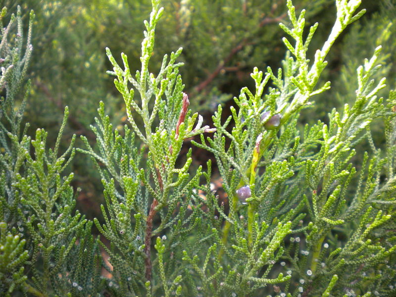 Fogliame di Juniperus Phoenicea – Image source