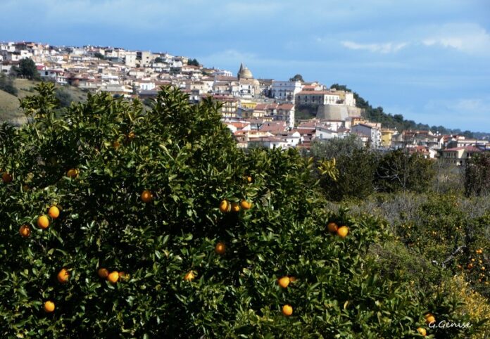 trebisacce spighe verdi