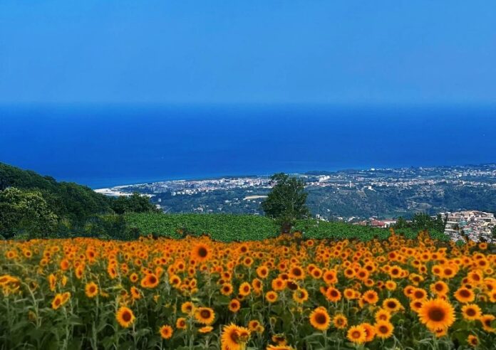 campo di girasoli