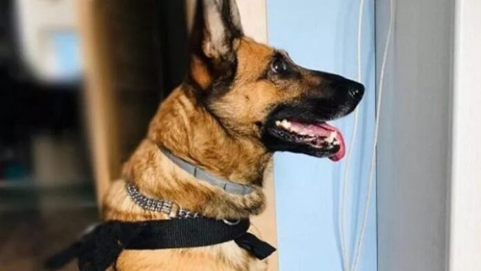 arresto anziana spaccio droga cosenza