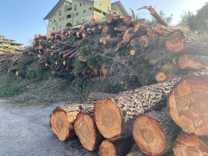 alberi tagliati Rende