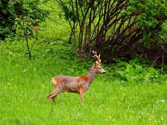capriolo Parco Nazionale del Pollino
