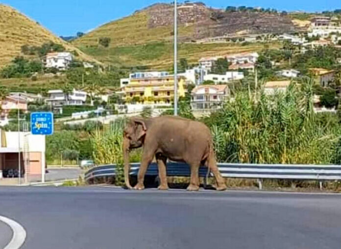 elefante statale 18 amantea