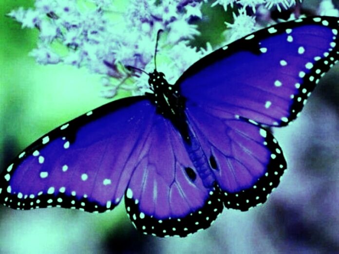 farfalle riserve calabria