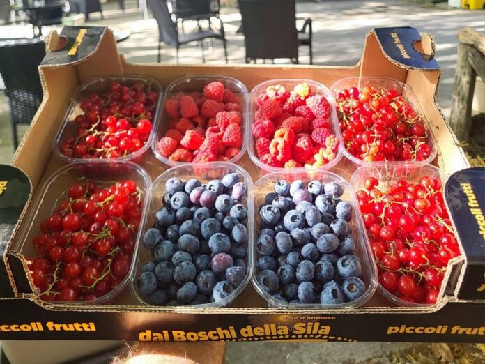 frutti di bosco_foto Fattoria Lorenzo Pupo - Sila