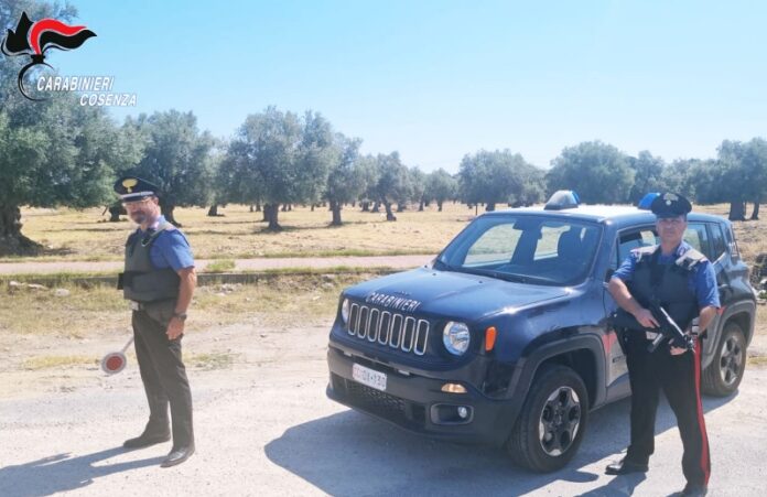 arresto furto legna corigliano rossano
