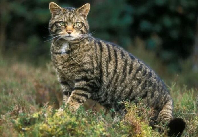 gatto selvatico dell’Aspromonte