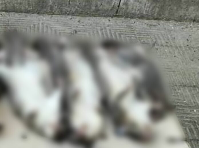 ghiri morti in tasca