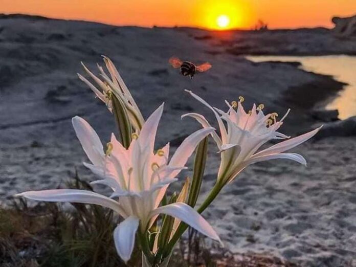 giglio di mare calabria
