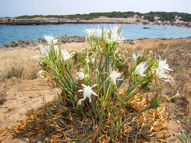 giglio di mare