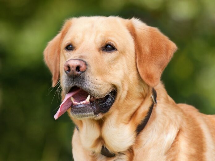 labrador retriever cane