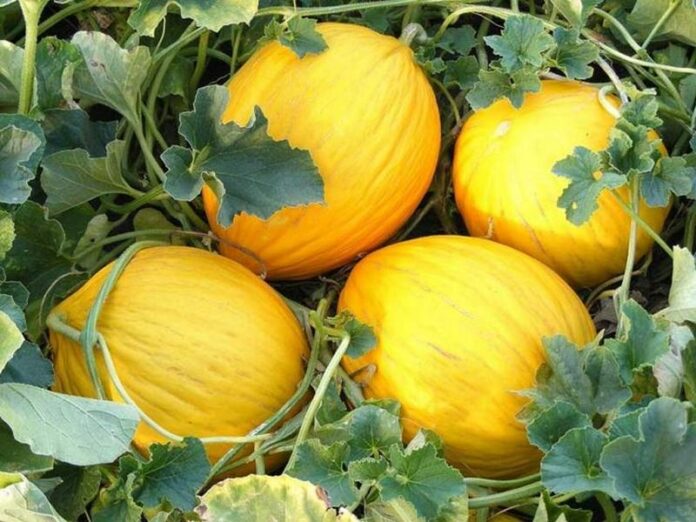 melone giallo di cosenza