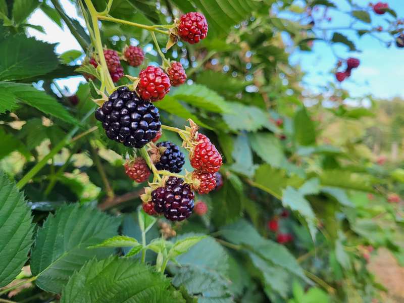 more frutti di bosco