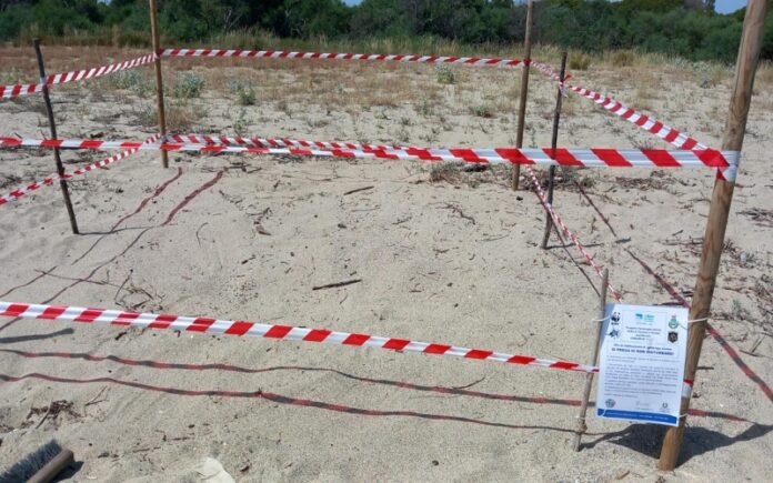 sibari nido caretta caretta