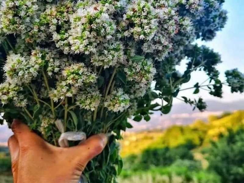 origano selvatico calabria