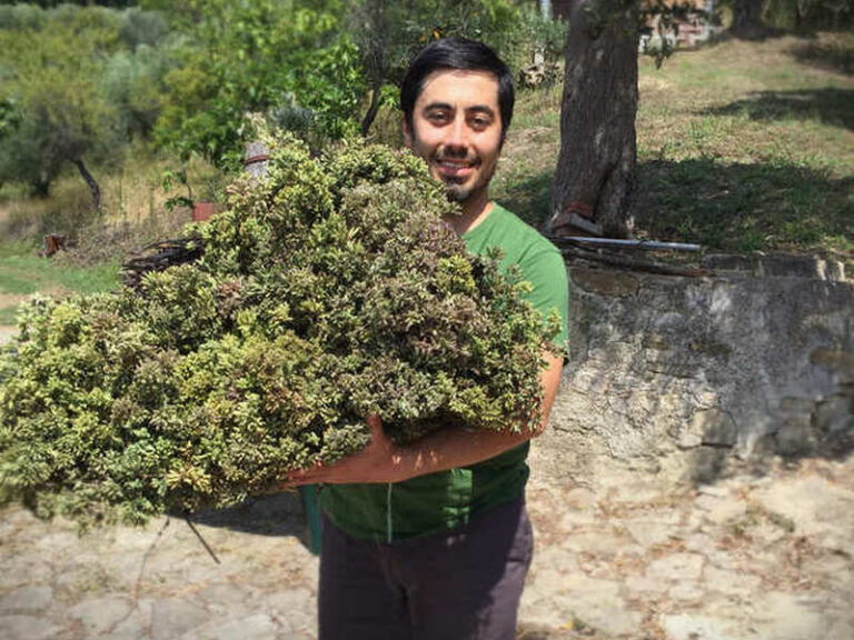 origano selvatico
