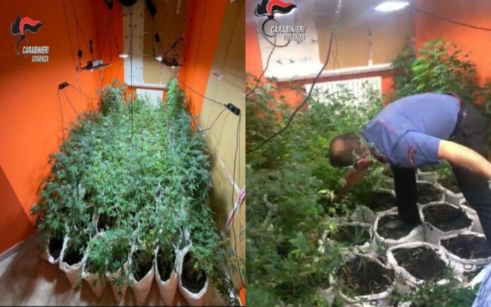 arresti piantagione marjuana mendicino