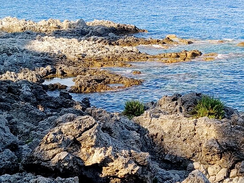 vasche di cassiodoro