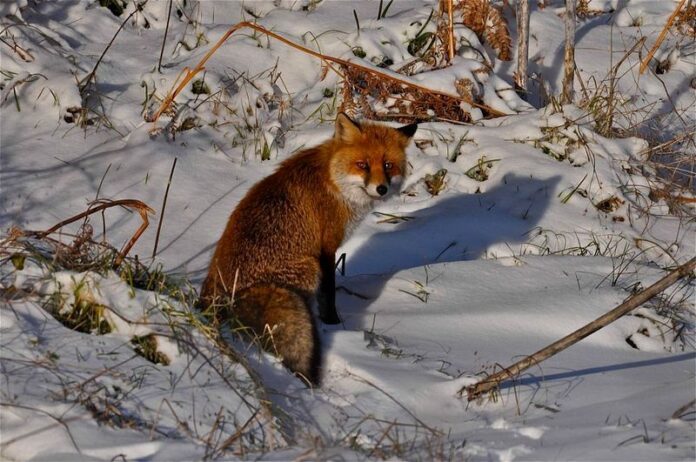 Esemplare di volpe rossa (Vulpes vulpes Linnaeus, 1758), Parco Nazionale del Pollino – Ph. © Stefano Contin