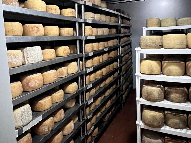 fonsi pecorino crotonese