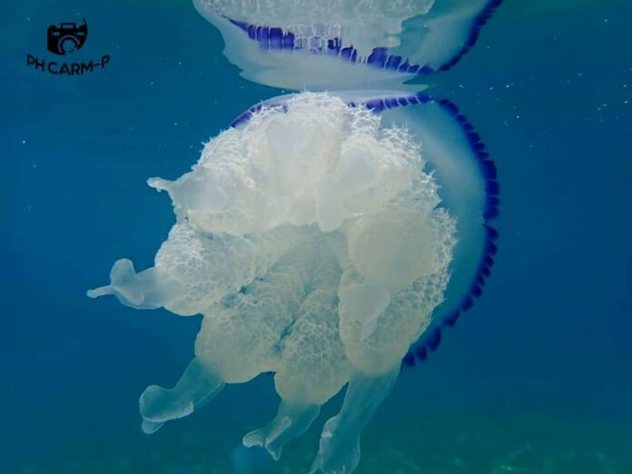 Medusa polmone di mare