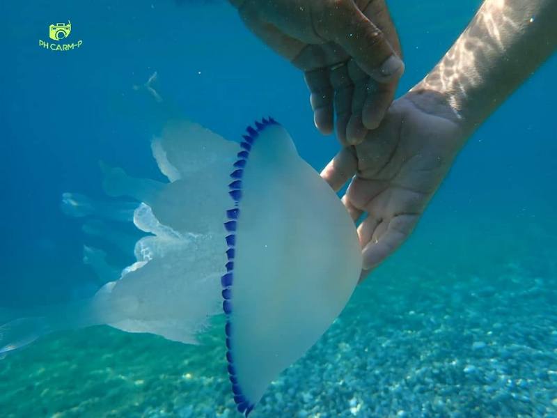 Medusa polmone di mare