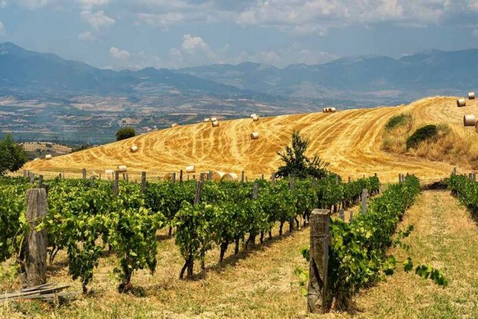 agricoltura terreni fieno