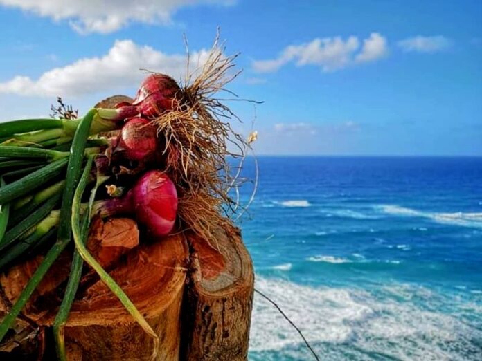 sagra cipolla rossa ricadi