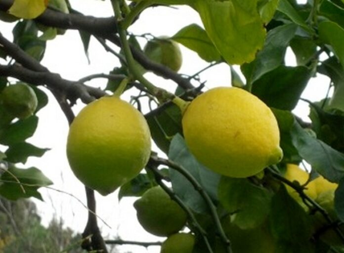 limone sfusato di Favazzina