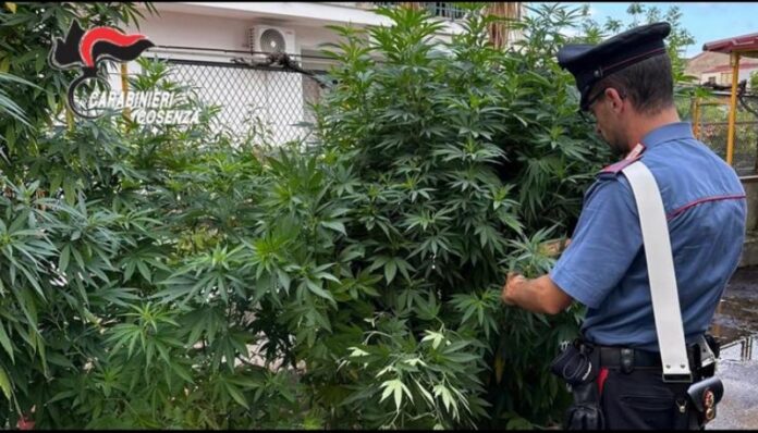 piantagione cannabis