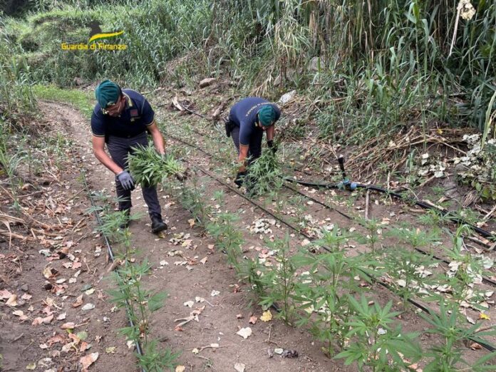 piantagione cannabis vibo