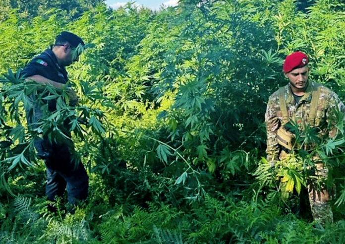 piantagione marijuana lametino