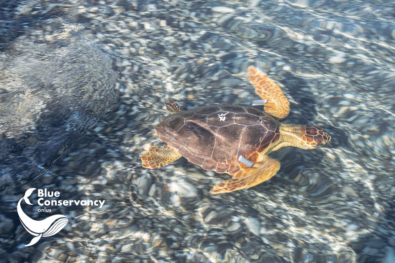 rea tartaruga caretta brancaleone