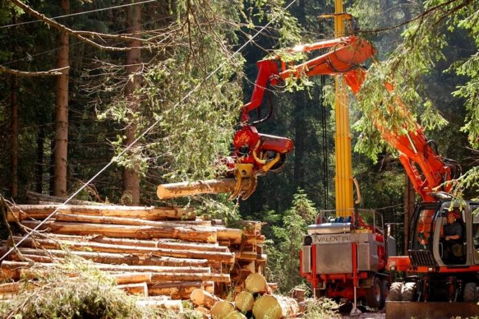 tronchi alberi legna boschi