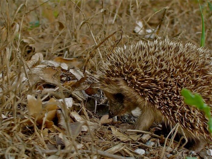 Esemplare di Riccio (Erinaceus europaeus Linnaeus, 1758), Parco Nazionale del Pollino – Ph. © Stefano Contin