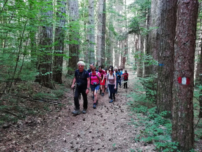 Foresta Serre Calabresi