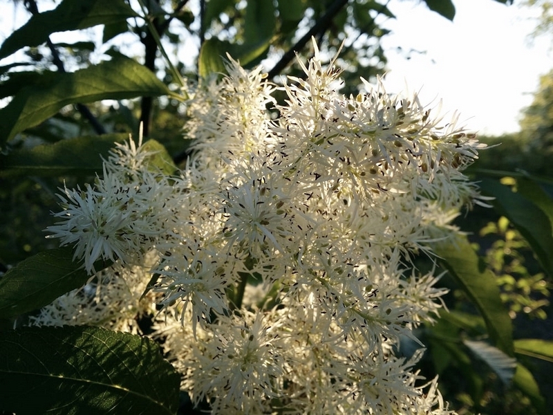 Infiorescenza dell’albero della manna (Fraxinus ornus L.)
