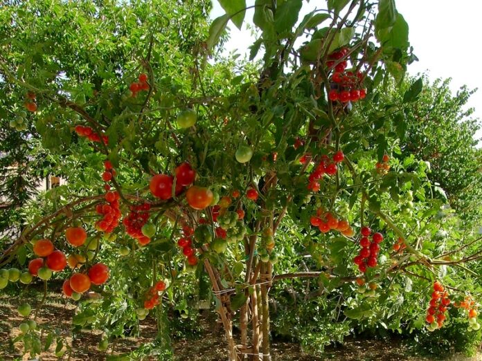Melanzane e pomodori crescono su un arbusto di Solanum mauritianum
