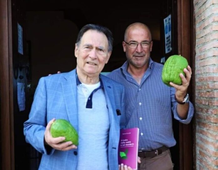 cedro