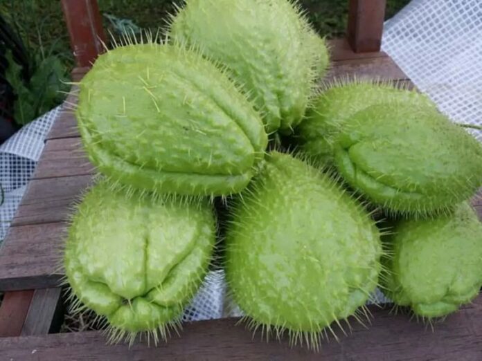 chayote