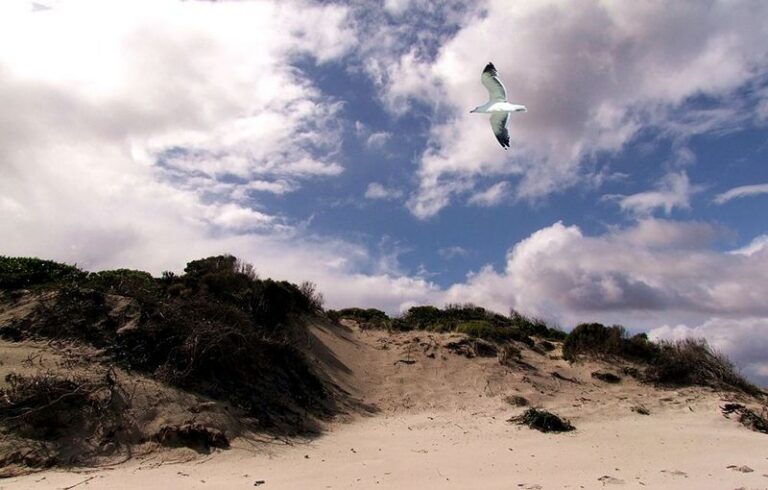 dune di giovino